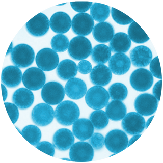 Blauwe zeekool