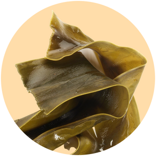 Noorse Kelp
