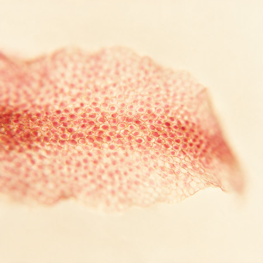 Gros plan sur une feuille d’algue rouge, l’ingrédient principal du sérum contour des yeux LUR