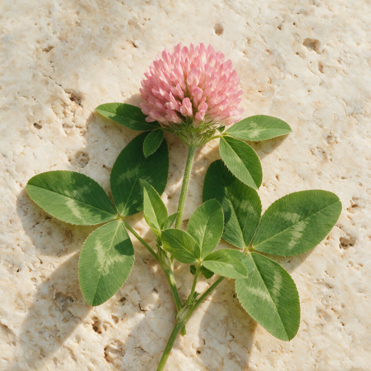 A sprig of red clover on travertine in hard daylight