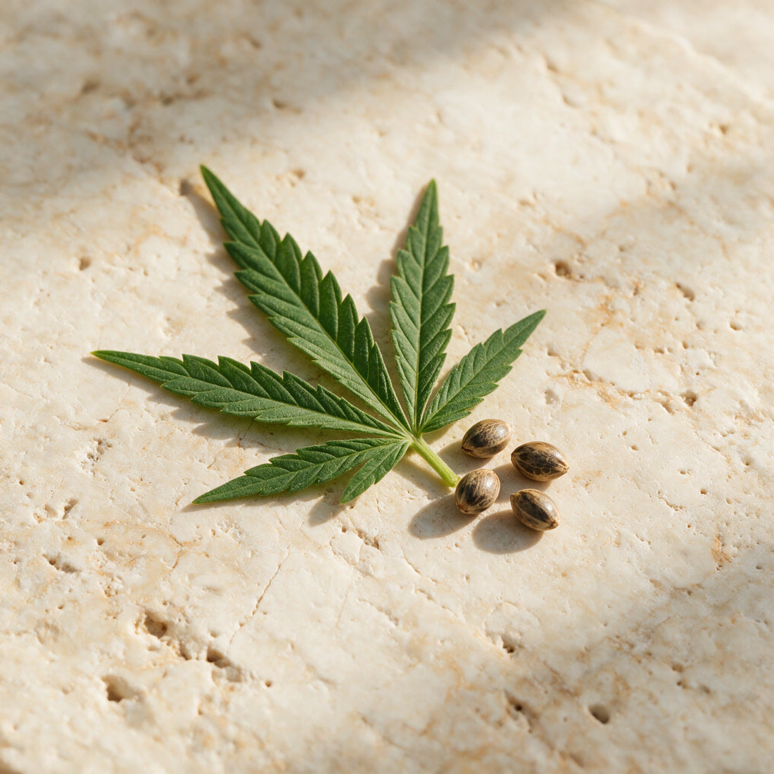 A hemp leaf with three seeds on travertine, the ingredient in the Kiwi Bounce day cream
